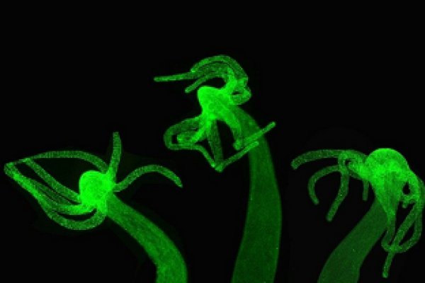 Kraken 17at