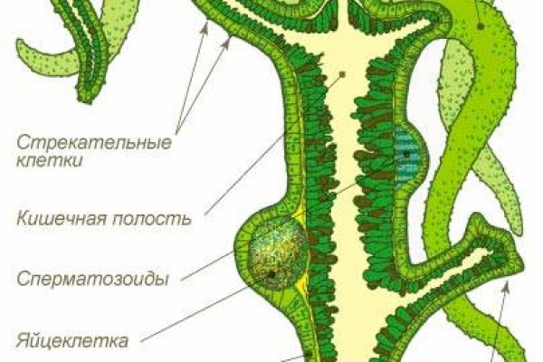 Кракен сайт krknwebs