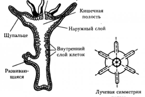 Kra43cc