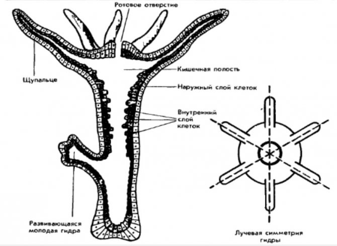 Kraken 14 at сайт